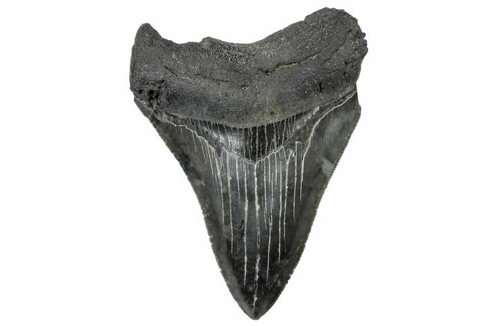 Serrated, Fossil Megalodon Tooth - South Carolina #306262